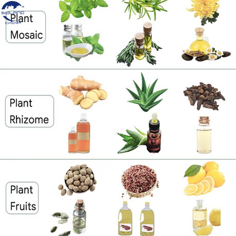 essential oil extraction at home